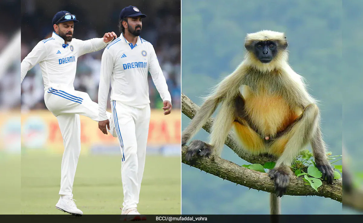 IND vs BAN: कानपुर टेस्ट मैच में लंगूरों की एंट्री हुई, जाने उन्हें स्टेडियम में क्यों नियुक्त किया गया?