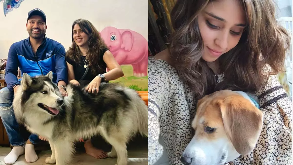 रोहित शर्मा की पत्नी रितिका सजदेह ने सुप्रीम कोर्ट के आदेश पर प्रतिक्रिया व्यक्त की - 'ये सिर्फ़ आवारा कुत्ते नहीं हैं' 